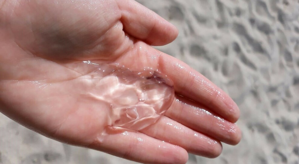 Noce di mare gelatinosa