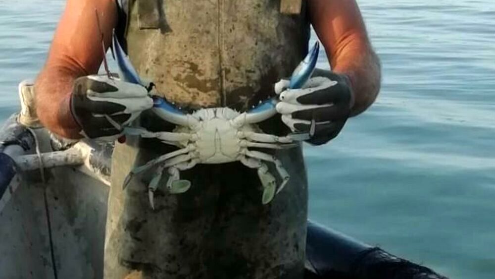 Non è il granchio blu il killer dei mari